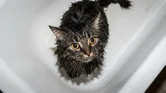When to Bathe a Cat—and When to Avoid It: Frequency, Signs, and Helpful Tips