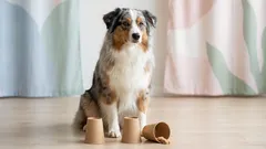 Top 5 Simple Games Your Dog Will Absolutely Love — Expert Tips