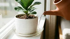 Soil gnats in plant pots are gone—an expert shared a method that really works